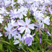 Phlox, I think, small. by houser934