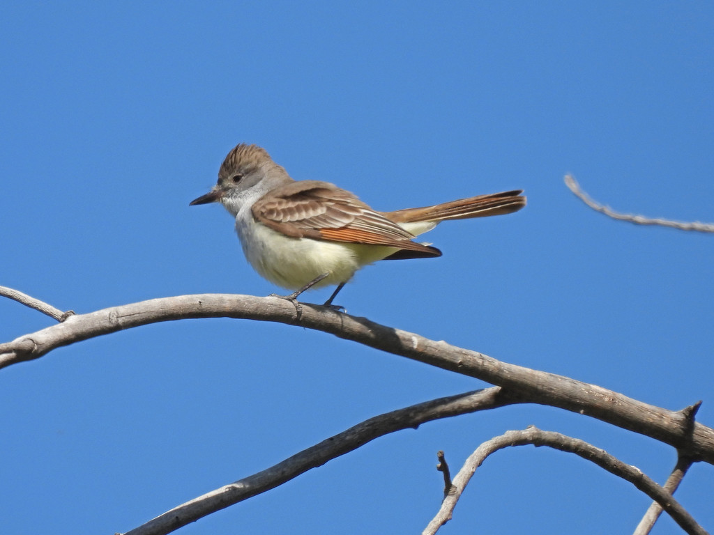Ash-throated Flycatcher by janeandcharlie