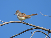 10th May 2020 - Ash-throated Flycatcher