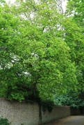 10th May 2020 - Q is for Quercus Robur