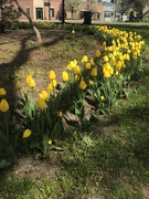 10th May 2020 - Lovely Yellow tulips