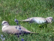 6th May 2020 - Sunbathing Doves