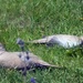 Sunbathing Doves by cmp