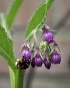 10th May 2020 - Busy Bee
