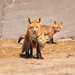 mommy fox by aecasey