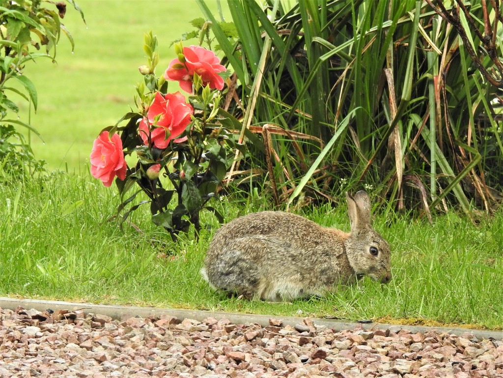  Bunny in front of Lady Vansittart  by susiemc