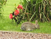 29th Apr 2020 -  Bunny in front of Lady Vansittart 