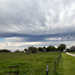 Some Horses, Some Clouds, and a Dog by kareenking