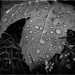 Sycamore leaf by rumpelstiltskin