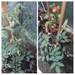 tomato plants, by arthurclark