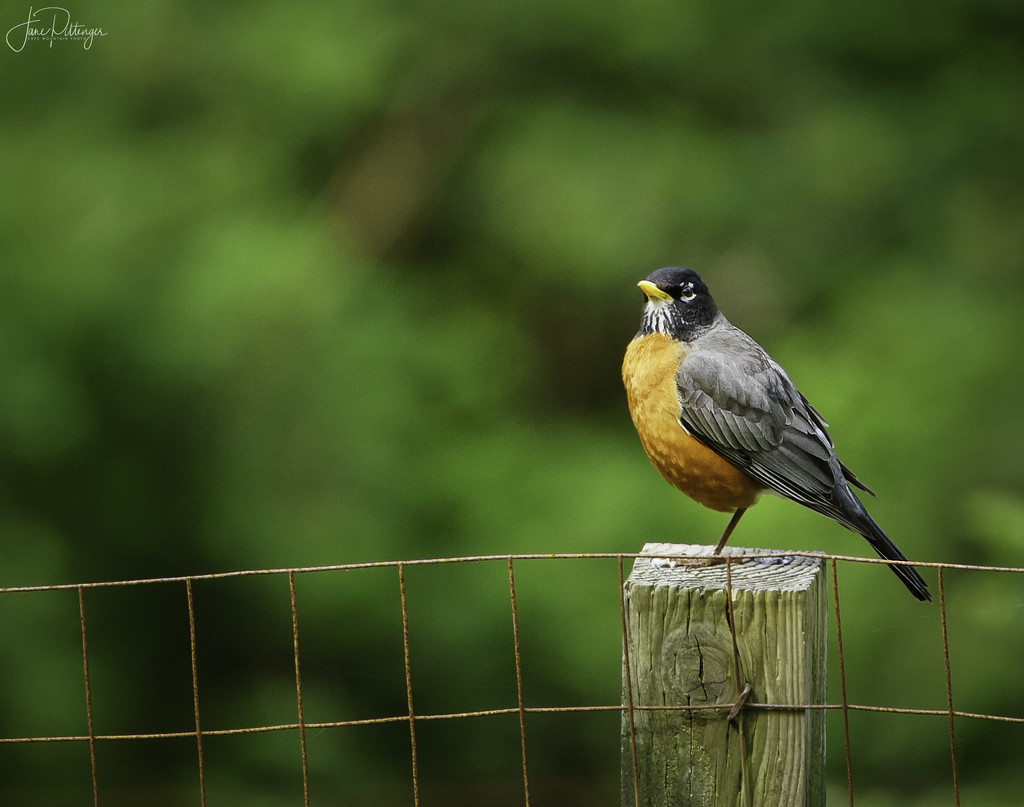 American Robin Sitting On a Fence Post by jgpittenger
