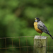American Robin Sitting On a Fence Post by jgpittenger