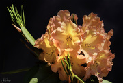 10th May 2020 - Rhodies in Golden Hour