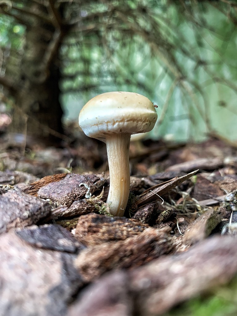 The tiny mushroom.  by cocobella
