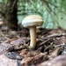 The tiny mushroom.  by cocobella