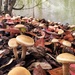 Mushrooms pancakes.  by cocobella