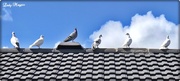 10th May 2020 - Pigeons not Social Distancing.