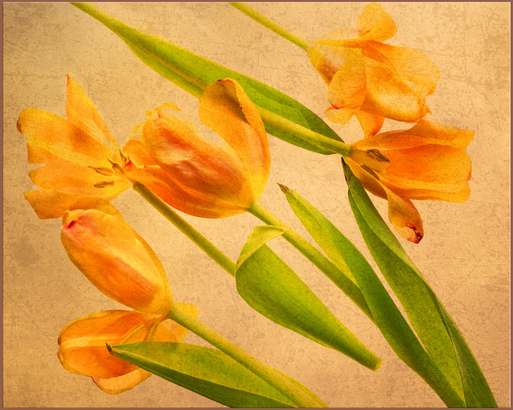 old tulips II by jernst1779