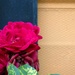 A Mother's Day Posy For You by grammyn