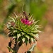 LHG-5164- Thistle with bugs by rontu