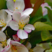Up close tree blossom by larrysphotos