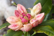 27th Apr 2020 - Another view of a Rhododendron flower