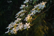 10th May 2020 - Magnolia blossoms