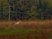 10th May 2020 - Caspian Tern under telephone wires