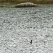 10th May 2020 - Barn swallow over water before the boulder 