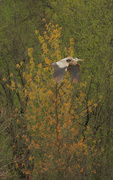 10th May 2020 - great blue heron before a spring tree