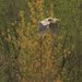 great blue heron before a spring tree by rminer