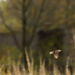 eastern meadowlark by rminer