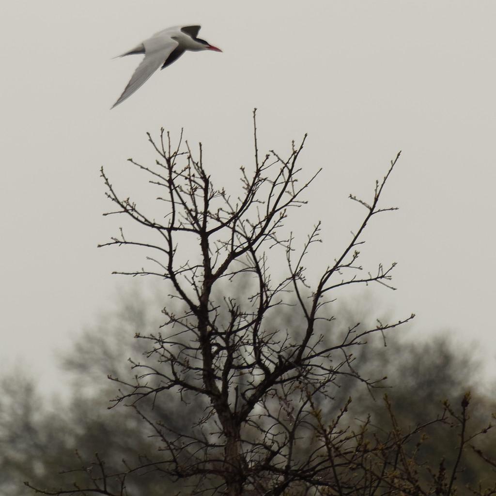 Caspian tern flies over a tree by rminer