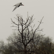 10th May 2020 - Caspian tern flies over a tree