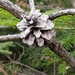Jewel Pine Cone  by waltzingmarie