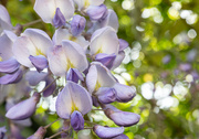 9th May 2020 - Wisteria