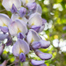 Wisteria by inthecloud5