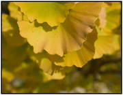 9th May 2020 - Ginkgo Fans