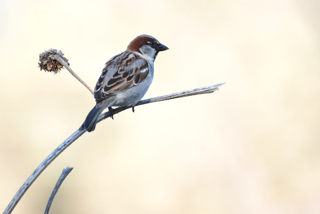 Sparrow by bjywamer