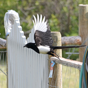 10th May 2020 - Magpie In Flight