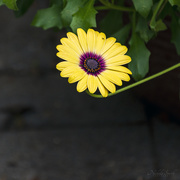 10th May 2020 - African Daisy