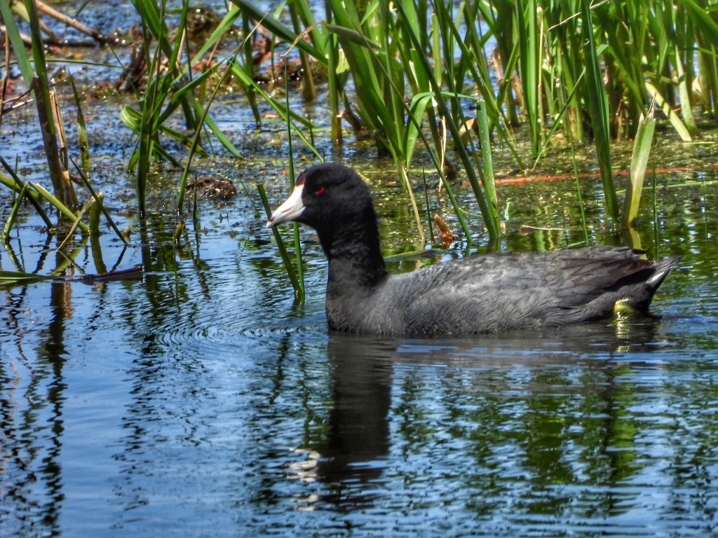 American Coot by amyk