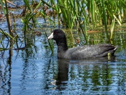 10th May 2020 - American Coot