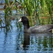 American Coot by amyk