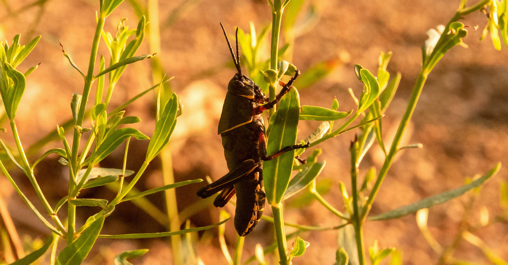Grasshopper at Sunset! by rickster549