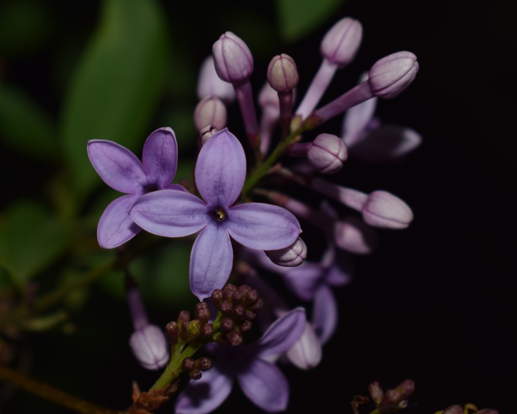 Lilacs by sandlily