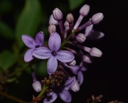 9th May 2020 - Lilacs