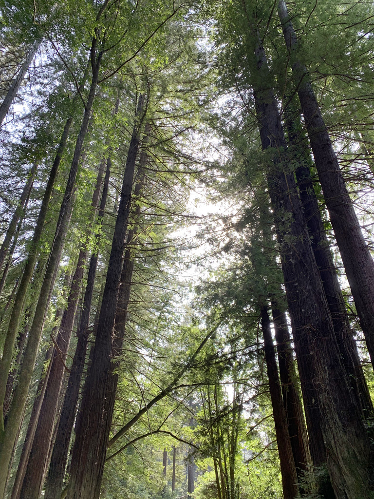 Redwoods by shookchung