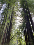 10th May 2020 - Redwoods