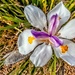 Dietes - Indigenous Iris by ludwigsdiana